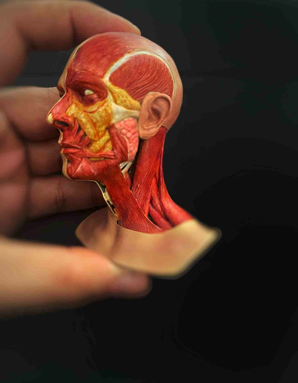 Human anatomy sculpture : Perfect Gift for Med Students and dcotors