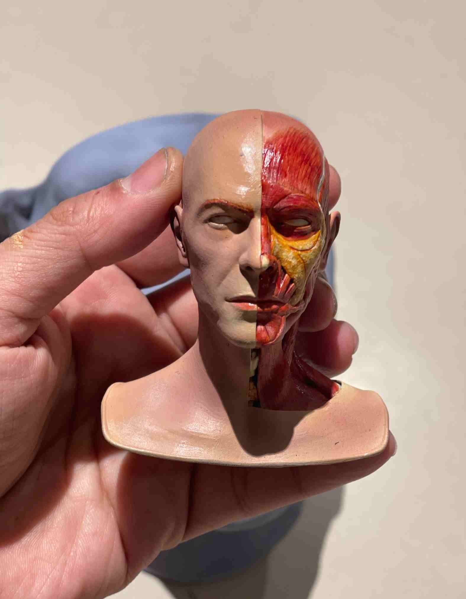 Human anatomy sculpture : Perfect Gift for Med Students and dcotors