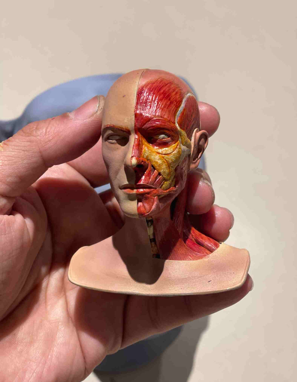 Human anatomy sculpture : Perfect Gift for Med Students and dcotors